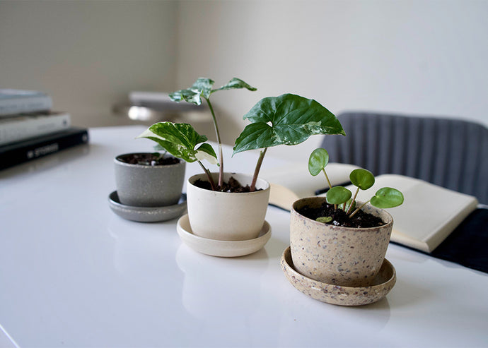 Houseplants that can clean the air in your home