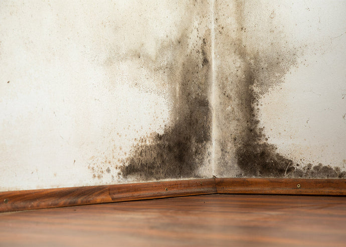 Dangers of Black Mold and Simple Solutions for Safe Air at Home