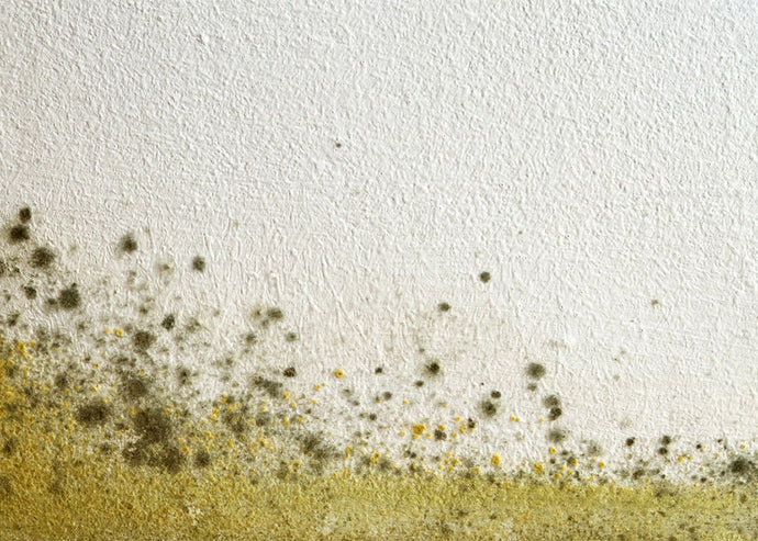 The best ways to keep your home free from mold